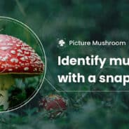 Picture Mushroom v2.9.30 APK + MOD (Premium Unlocked)