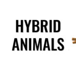 Hybrid Animals v200610 MOD APK (Free Shopping)