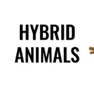 Hybrid Animals v200611 MOD APK (Free Shopping)