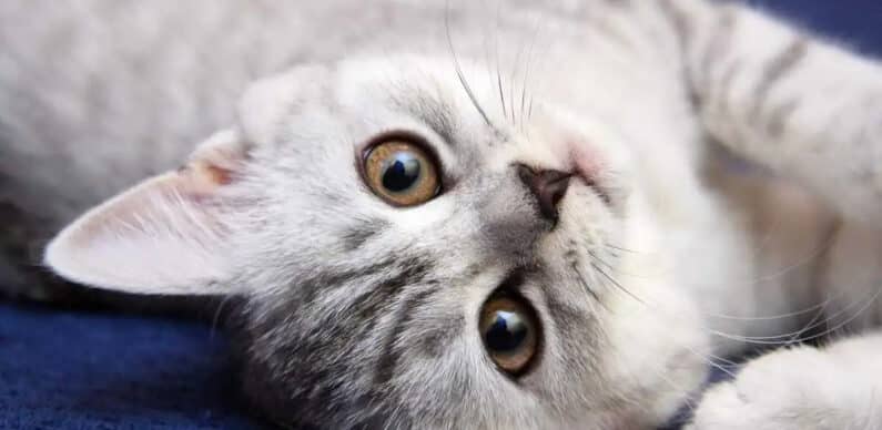 Scientists have proven that photos of cats reduce aggression on social networks